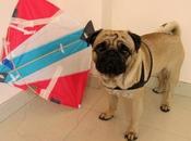 Alfonso’s Makar Sankranti