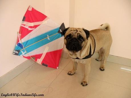 Alfonso’s Makar Sankranti Alfonso’s Makar Sankranti