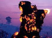 Brazil Inflames Forest Fires with Pro-deforestation Laws