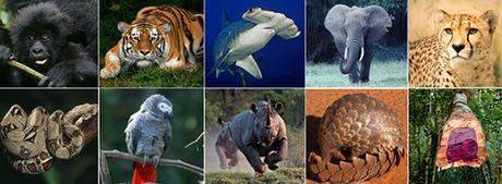 World’s wildlife trade regulator meets to assess compliance with multilateral rules, strengthen measures to prevent extinctions and tackle illicit trafficking | CITES