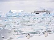 Penguins, Penguins Everywhere Antarctica