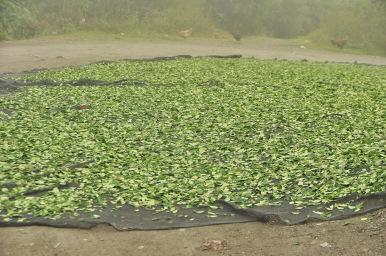 Favorite Cycling Routes: South Yungas (Bolivia)