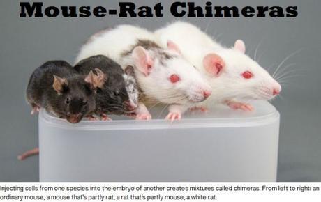 mouse-rat chimeras