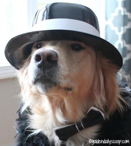 Golden Retriever Dress up for National Dress Up Your Pet Day 2016 Golden Daily Scoop