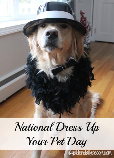 Golden Retriever Dress up for National Dress Up Your Pet Day 2016 Golden Daily Scoop