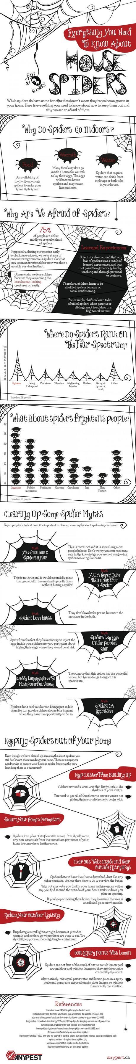 Everything You Need to Know About House Spiders