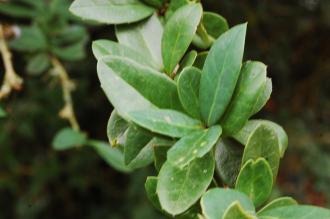 Berberis pruinosa Leaf (07/12/2015, Kew Gardens, London)