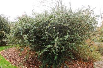 Berberis pruinosa (07/12/2015, Kew Gardens, London)