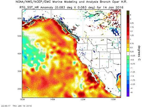 Did The Human-Warmed Ocean Just Kill 8,000 Mures? Did The Human-Warmed Ocean Just Kill 8,000 Mures?