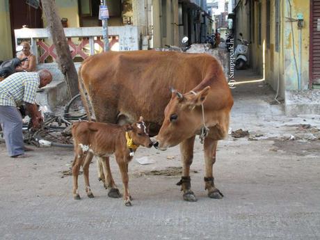 animals have been part of life in villages ..... will city understand !