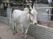 Animals Have Been Part Life Villages ..... Will City Understand