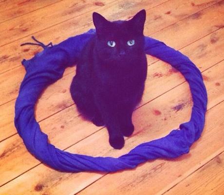 Top 10 Trapped And Surrounded Cats (Cat Circles)