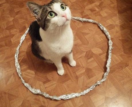 Top 10 Trapped And Surrounded Cats (Cat Circles)