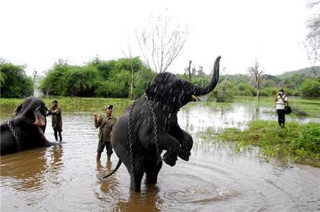 Sakrebyle Elephant Camp