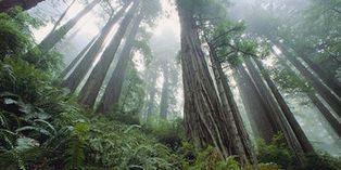 Stop Costa Rica’s Illegal Logging From Destroying National P… – Care2 News Network