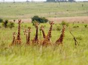 Congo Giraffes Near Extinction Times