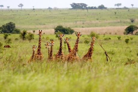 Congo giraffes near to extinction | The Times