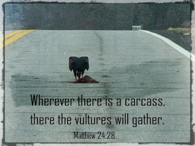 Scripture photo: Vulture