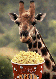 GIF-Giraffe-eating-Popcorn