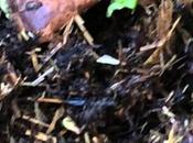 Wriggly Compost Making