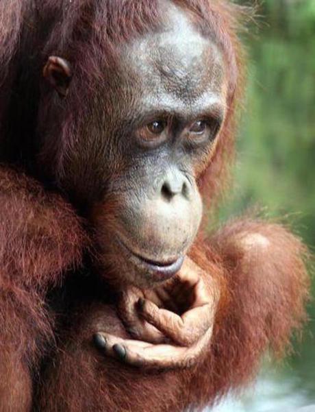 Five trends that will define the world’s forests in 2016