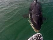 Video: Paddleboarder Close Encounter with Whale