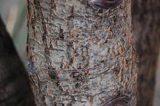 Crassula ovata Bark (10/01/2016, Kew Gardens, London)