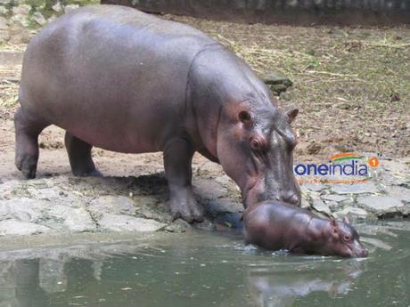 Animals suffer at ugly zoo of Gyumri, Armenia
