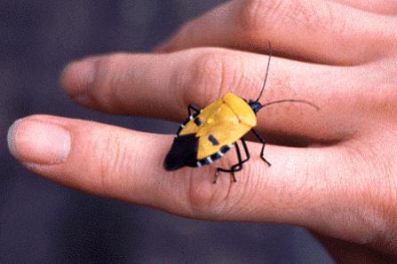 10 Bugs That Are 5,000 Times Cuter Than Puppies Or Kittens