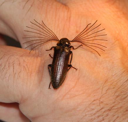 10 Bugs That Are 5,000 Times Cuter Than Puppies Or Kittens