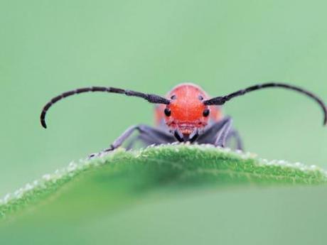 10 Bugs That Are 5,000 Times Cuter Than Puppies Or Kittens