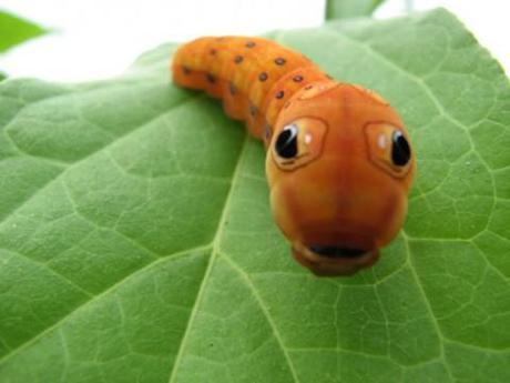 10 Bugs That Are 5,000 Times Cuter Than Puppies Or Kittens