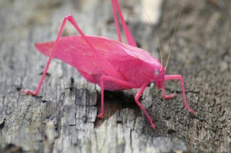 10 Bugs That Are 5,000 Times Cuter Than Puppies Or Kittens