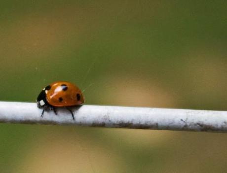 10 Bugs That Are 5,000 Times Cuter Than Puppies Or Kittens