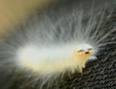 10 Bugs That Are 5,000 Times Cuter Than Puppies Or Kittens