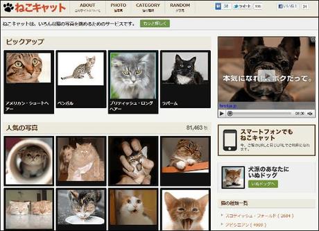 Nekocat: Your Online Home for Pics & Videos of Cats