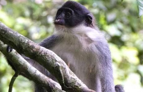 Miller's Grizzled Langur identified on southeastern tip of Borneo, Indonesia, in Wehea Forest: © AP via mirror.co.uk