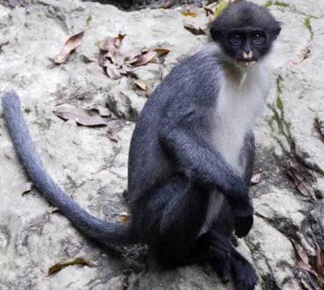 Miller's Grizzled Langur identified on southeastern tip of Borneo, Indonesia: © AP