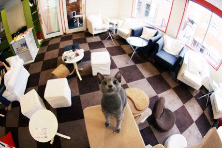 Calico Café Caters to Cat Cuddlers Craving Kitten Companionship