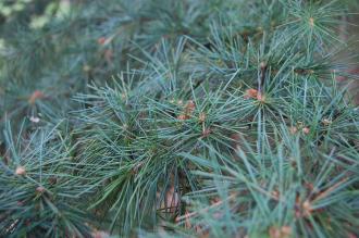 Cedrus deodara Leaves (21/01/2012, Kew, London)