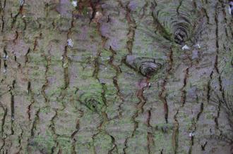 Cedrus deodara Trunk (21/01/2012, Kew, London)