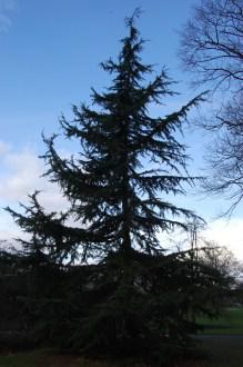 Cedrus deodara (21/01/2012, Kew, London)