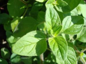 Study Suggests Oregano Oil for Weight Loss and Inflammation