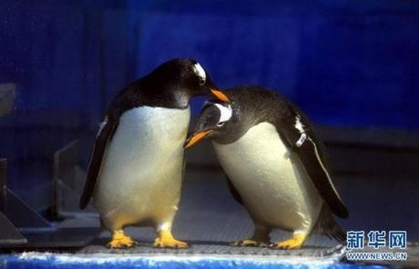 Gay penguins at the Harbin Polarland Zoo: image via shanghaiist.com