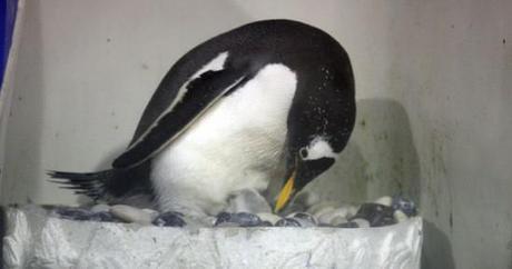 Harbin gay penguin tends to newly hatched chick: image via metro.co.uk
