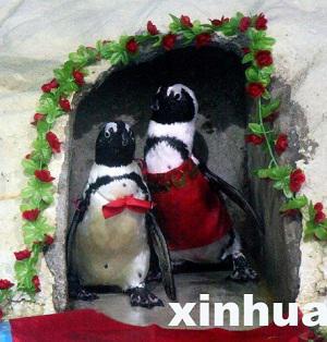 Gay penguins in China's Wuhan Zoo in wedding ceremony: image via shanghaiist.com