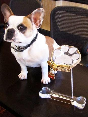 ‘Modern Family,’ ‘Suburgatory’ TV Dog Stars Help Unveil The Golden Collar Award (Video)