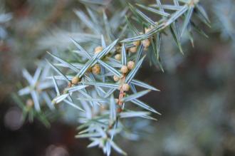 Juniperus oxycedrus Detail (21/01/2012, Kew, London)