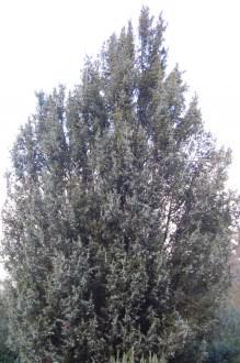 Juniperus oxycedrus (21/01/2012, Kew, London)