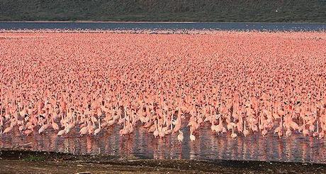 Welcome To Flamingo City